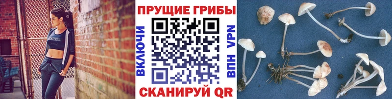 Псилоцибиновые грибы Cubensis  купить   Агрыз 